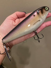 Load image into Gallery viewer, 6" Sly Dog