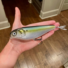 Load image into Gallery viewer, 6" Sly Dog